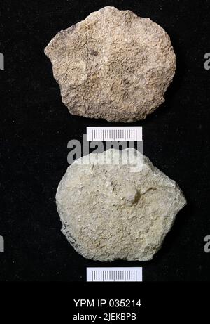 Astraeospongium meniscus (Romer). Foto Stock