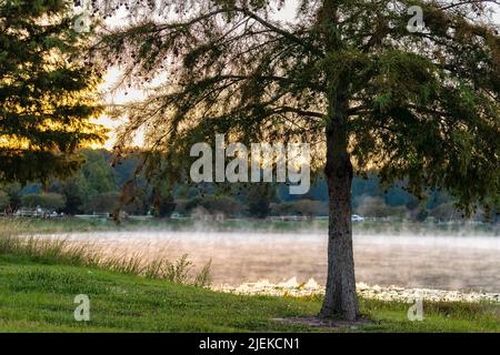 Pooler, Georgia città vicino Savannah con alba mattina luce del sole paesaggio vista su un lago stagno con albero in primo piano nebbia crescente da acqua vapo Foto Stock