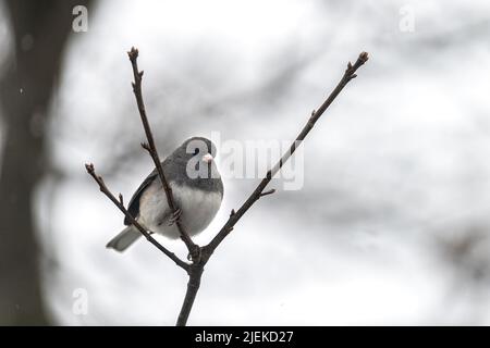 Primo piano di un piccolo uccello junco dall'occhio scuro arroccato su un ramo d'albero nella neve d'inverno in Virginia con bokeh blurry sfondo sfocato Foto Stock