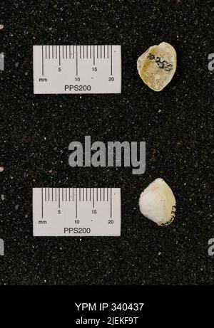 Corbicula subellittica (Meeke & Hayden). Foto Stock