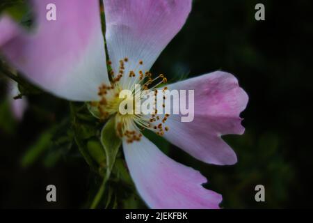 Cane rosa (Rosa canina) un singolo cane bianco e rosa rosa rosa isolato su uno sfondo verde naturale Foto Stock