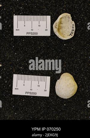 Corbicula subellittica (Meeke & Hayden). Foto Stock