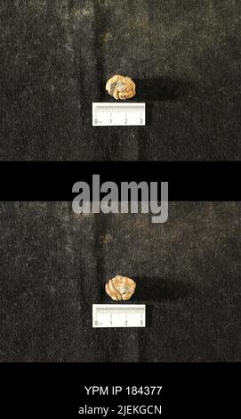 Diacalymene drummuckensis (Reed). Foto Stock