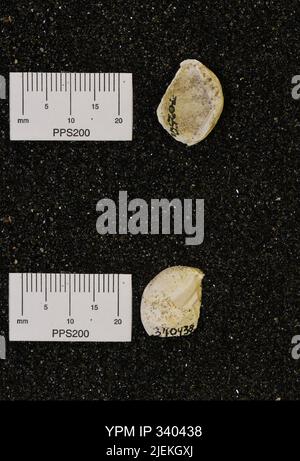 Corbicula subellittica (Meeke & Hayden). Foto Stock