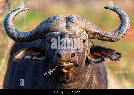Capo bufalo (Sincerus caffer) da Zimanga, Sudafrica. Foto Stock