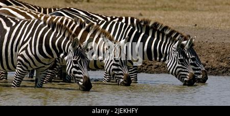 Pianure Zebre (Equus burchelli) bere da un buco d'acqua in Sweetwaters, Kenya Foto Stock