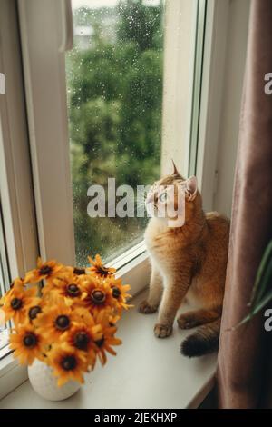 bellissimo gatto rosso si siede sul davanzale e guarda fuori dalla finestra Foto Stock