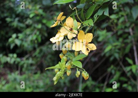 I cinque petali gialli dell'albero di Natale (Senna hayesiana) che crescono nella giungla dell'America Centrale Foto Stock