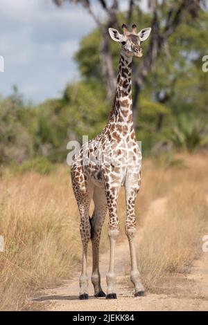 Parco Nazionale Giraffe Saadani. Immagine: garyrobertsworldwidefeatures.com Foto Stock