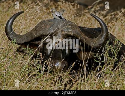 Un enorme bufalo africano (Syncerus caffer) nell'erba di Serengeti, Tanzania. Gli uccelli sulla testa dei bufali sono Wattled Starlings (Cenere di Creatophora Foto Stock