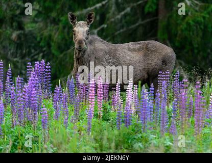 Elk (Alces Alces) e il giardino invasivo e non voluto Lupin (Lupinus polyphyllus) da Telemark, Norvegia. Foto Stock
