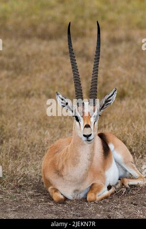 Gazzelle di Grant (Nanger grandi) da Sweetwaters, Kenya. Foto Stock