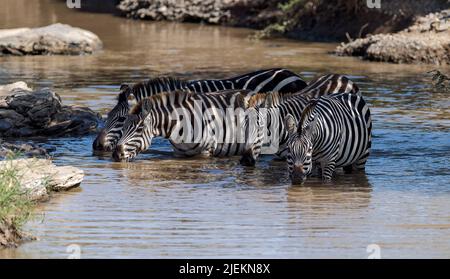 Pianure Zebre (Equus burchelli) bere da un piccolo fiume in Maasai Mara, Kenya. Foto Stock