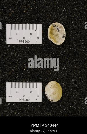 Corbicula subellittica (Meeke & Hayden). Foto Stock