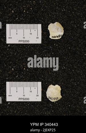 Corbicula subellittica (Meeke & Hayden). Foto Stock