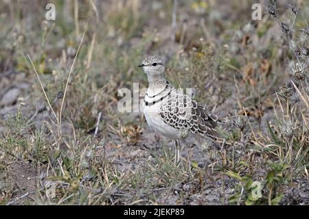 Courser a doppio banco a Nxai Pan Botswana Foto Stock