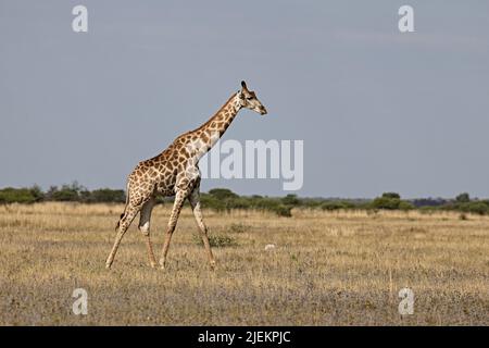 Giraffa in Nxai Pan Botswana Foto Stock