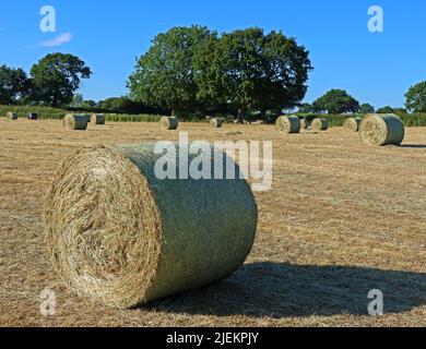 L’agricoltura dei seminativi in un’era di crisi alimentare globale e carenze alimentari, dopo la guerra in Ucraina e il cambiamento climatico Foto Stock