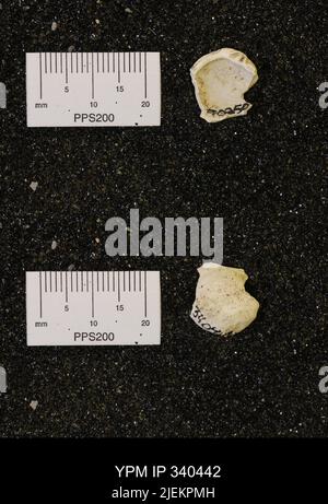 Corbicula subellittica (Meeke & Hayden). Foto Stock