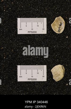 Corbicula subellittica (Meeke & Hayden). Foto Stock