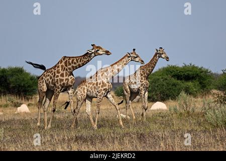 Tre giraffe a Nxai Pan Botswana Foto Stock