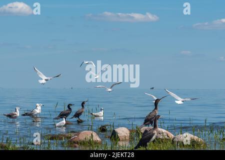 Varietà di uccelli: Cormorano grande, gabbiani di mare, gabbiano a testa nera sulla riva della laguna curonica a Juodkrante, Lituania Foto Stock