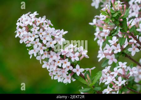Primo piano, Daphne x burkwoodii Somerset, fiore, fiori, rosa, fiori, Bianco, in fiore Foto Stock