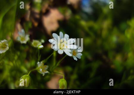 Fiori bianchi e gialli (Rabelera holostea) isolati su sfondo verde naturale Foto Stock