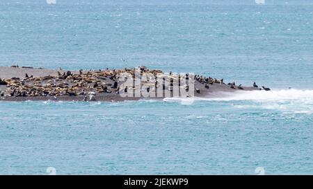 Le guarnizioni di tenuta di elefante su Caleta Valdes beach, Patagonia, Argentina. Fauna argentino Foto Stock