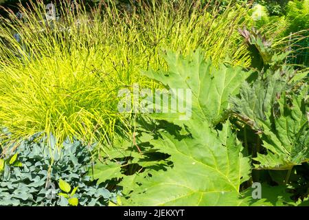 Carex elata 'Aurea', erba ornamentale in giardino, Rheum palmatum 'Atrosanguineum' pianta di foglie grandi Foto Stock