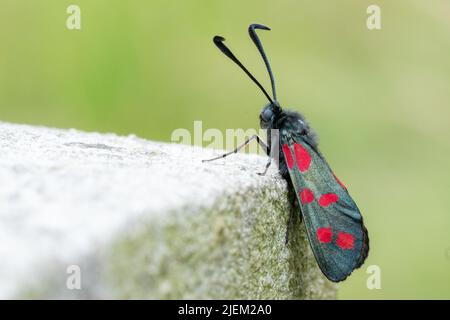 Sei punti burnett Moth nel Southampton Old Cemetery Foto Stock