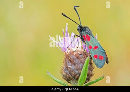 Sei punti burnett Moth nel Southampton Old Cemetery Foto Stock