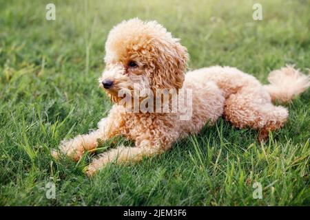 Cucciolo di albicocca, piccolo cane da cucciolo in posa davanti alla macchina fotografica. Piccolo cane in posa carina adagiato sullo sfondo dell'erba e riposante. Foto Stock