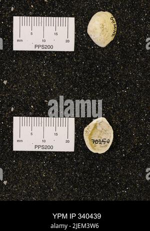 Corbicula subellittica (Meeke & Hayden). Foto Stock