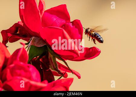 Ape e fiore. Primo piano di una grande ape a strisce che raccoglie polline sul fiore in una giornata soleggiata e luminosa. Fotografia di natura di insetto. Estate e primavera backgr Foto Stock