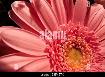 Primo piano di un fiore rosa a margherita con sfondo sfocato naturale. Girato intenzionalmente con profondità di campo estremamente bassa. Una vista angolata di un Foto Stock