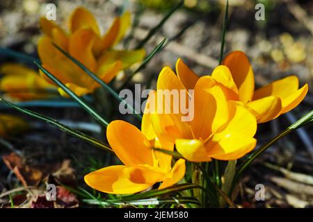 Un ritratto da vicino di bei fiori freschi fioriti. I primi fiori primaverili sono croci gialli in un gigante olandese (Crocus venues), un crocus Foto Stock