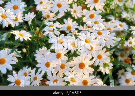 Mazzo di margherite bianche che crescono in un lussureggiante giardino botanico al sole all'aperto. Vivace marguerite o fiori alla margherita inglese fioritura in primavera. Panoramica Foto Stock