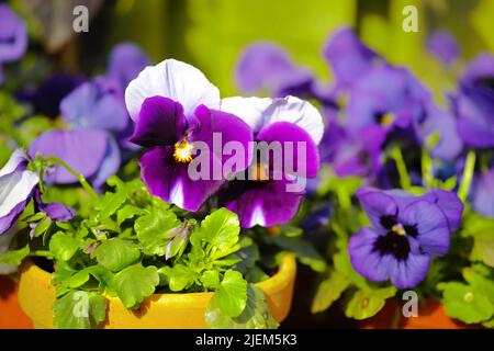 Primo piano di fiori di padella che crescono in ceramica e vasi di argilla in giardino o serra. Viola, bianco, blu e nero ibrido viola piante tricolore Foto Stock