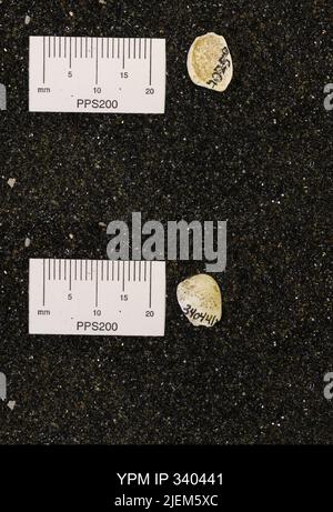 Corbicula subellittica (Meeke & Hayden). Foto Stock