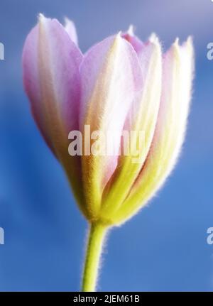 Primo piano di un vivace e rosa clematis fiore fioritura su sfondo blu. Una pianta delicata e fresca che cresce, fiorisce e fiorisce in un Foto Stock