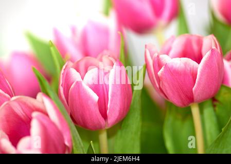 Bellissimo mazzo di tulipani isolato su sfondo bianco. Un bouquet di fiori all'interno di una stanza. Piante botaniche rosa primavera flora fioritura e. Foto Stock