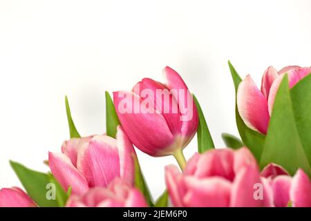 Primo piano di un mazzo di tulipani isolati su sfondo bianco. Bouquet di fiori rosa con foglie verdi profumati floreali. Fiore colorato vibrante Foto Stock