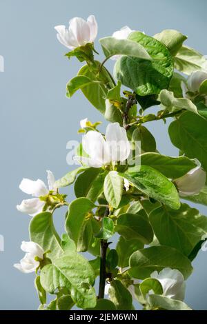 Cydonia oblonga 'Triumph', albero, Quince, Fiore, Bianco, Fiori Foto Stock