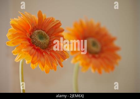 Primo piano di fiori di crisantemo arancio in fiore o fiori di primavera su sfondo beige sfocato. Dettaglio di fiori a margherita in fiore Foto Stock