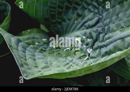 una foglia di un gigante blu hosta con rorpe. vista ravvicinata. sfondo naturale Foto Stock