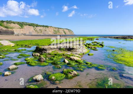 Robin Hood's Bay Yorkshire con spiaggia e rocce coperte di alghe viste dallo scivolo nel villaggio di Robin Hood's Bay Yorkshire Inghilterra UK GB Foto Stock