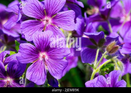 Hardy, gerani, Viola, Perenne, Geranio, Fiore, fiori, geranio platypetalum, fiori di Cranesbill Foto Stock