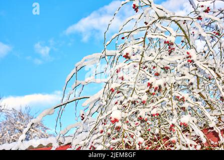 Rami di albero e ramoscelli ricoperti di neve ghiacciata in inverno contro il cielo blu con nuvole bianche e fluide che rotolano dal basso. Clima per un inverno ghiacciato Foto Stock
