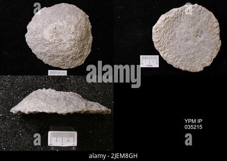 Astraeospongium meniscus (Romer). Foto Stock